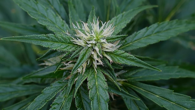 Plan rapproché d'un plant de cannabis sativa.