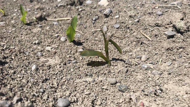Un plant de maïs touché.