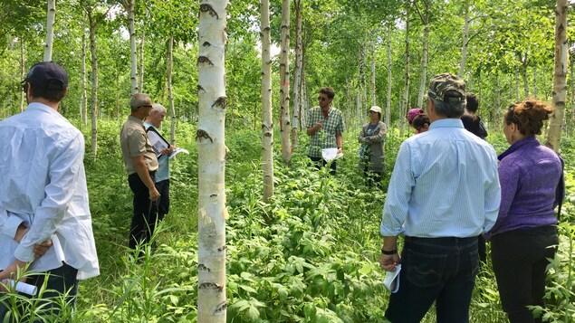 La plantation de bouleau à papier sur friche agricole de l'UQAT a 10 ans. La plantation de bouleau à papier sur friche agricole de l'UQAT a 10 ans.