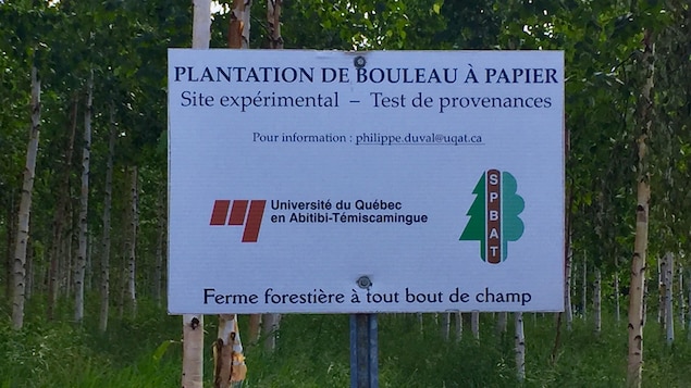 La plantation de bouleau à papier sur friche agricole de l'UQAT a 10 ans. La plantation de bouleau à papier sur friche agricole de l'UQAT a 10 ans.
