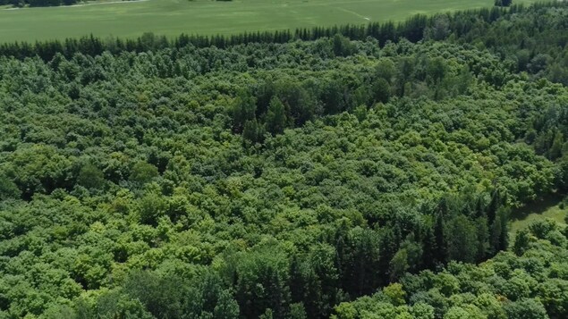 Vue aérienne montrant en été la forêt d'érables plantée il y a 25 ans par l'acériculteur du Centre-du-Québec Marcel Faucher. Vue aérienne montrant en été la forêt d'érables plantée il y a 25 ans par l'acériculteur du Centre-du-Québec Marcel Faucher.