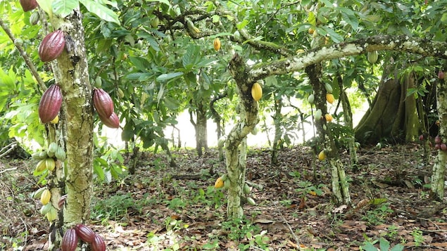 des cabosses dans des cacaoyers au Cameroun des cabosses dans des cacaoyers au Cameroun