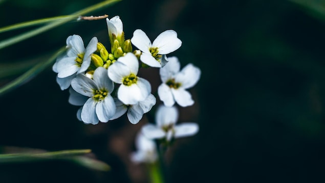 Les plantes distinguent le début et la fin d’un toucher