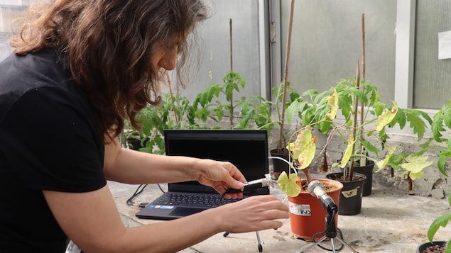 La professeure Lilach Hadany installe des micros près d'un plant.