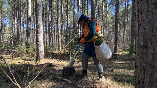 Un planteur d'arbre au milieu de la forêt.
