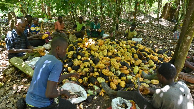 Des ouvriers agricoles assis par terre autour d'un amas de fèves de cacao.