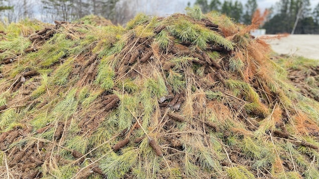 11,5 millions de plants d’arbres jetés aux poubelles au Québec