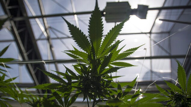 Les feuilles des plants dans une serre.