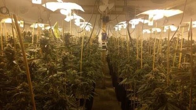 Biotechnologies Ulysse, une entreprise de Trois-Rivières, a développé un fertilisant permettant de stimuler la croissance des plants de marijuana. Biotechnologies Ulysse, une entreprise de Trois-Rivières, a développé un fertilisant permettant de stimuler la croissance des plants de marijuana.