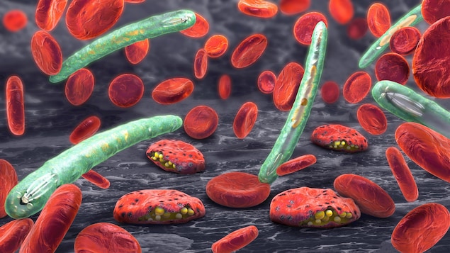 Bloquer une protéine permettrait d’affamer le parasite responsable du paludisme