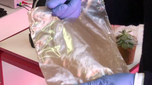 Un sac de plastique fait de chitine extraite de homards.