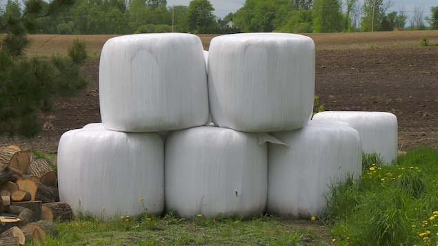 Des bottes de foin entourées de plastique blanc, dans un champ.