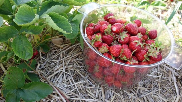 Plat de fraises dans les champs Plat de fraises dans les champs