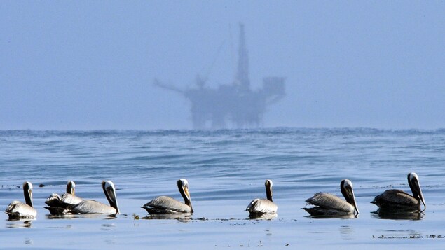 L'administration Trump entend rouvrir la presque totalité des eaux territoriales à l'exploitation pétrolière.