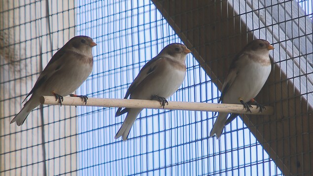 Trois plectrophanes des neiges dans la volière de l'Université du Québec à Rimouski Trois plectrophanes des neiges dans la volière de l'Université du Québec à Rimouski