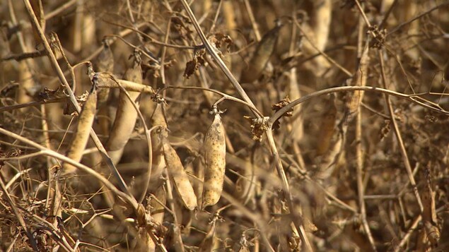 Le pois jaune à la conquête des Prairies