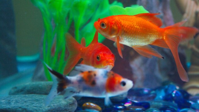 Des poissons dans un aquarium.