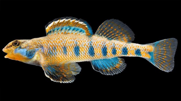 Etheostoma obama Etheostoma obama