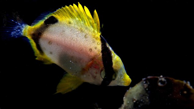 Un poisson-papillon ocellé dans l'eau.