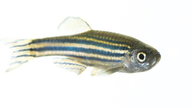 Un poisson-zèbre. Un poisson-zèbre.