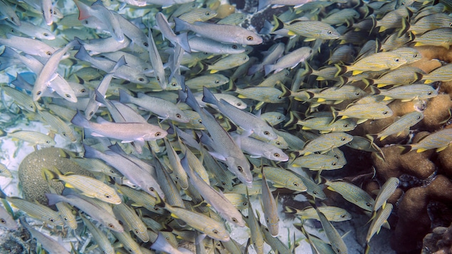 Des poissons dans une aire marine protégée.