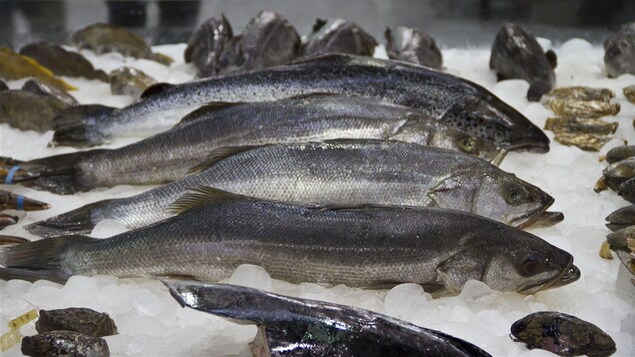 Poissons et mollusques sur glace Poissons et mollusques sur glace