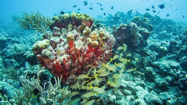 Caraïbes : les récifs coralliens réduits de moitié depuis 1980, selon un rapport