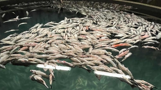 Des poissons morts flottent à la surface d'une cuve remplie d'eau. 