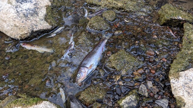Des poissons morts à la surface de l'eau.