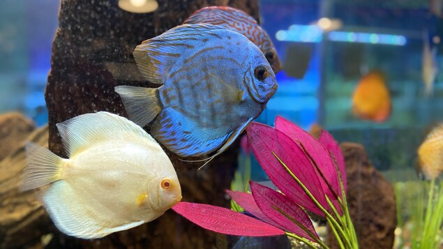 Des poissons colorés dans un aquarium.