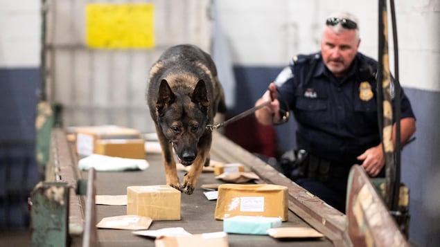 Un officier et son chien cherche de la drogue dans des lettres à l'aéroport John F. Kennedy, à New York, le 24 juin 2019.