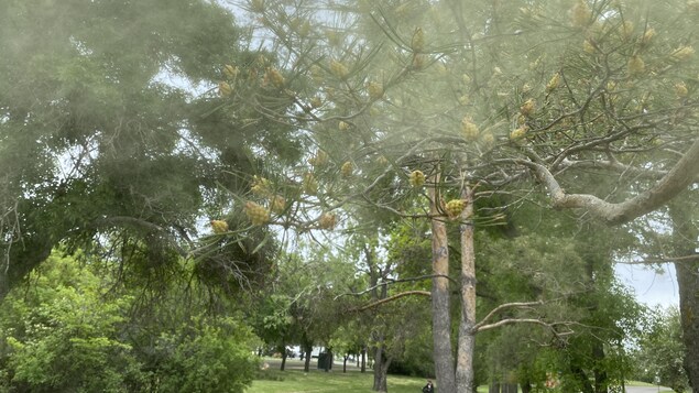 Une surproduction de pollen touche l’Ouest canadien