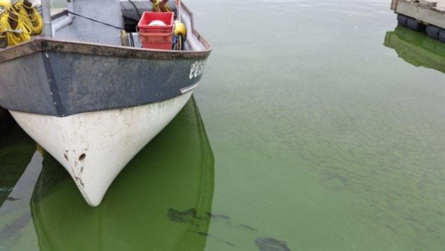 À Hecla, au Manitoba, les eaux du lac Winnipeg tirent sur le vert en raison d'une récente prolifération d'algues.
