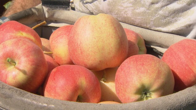 Un sac rempli de pommes du verger. Un sac rempli de pommes du verger.