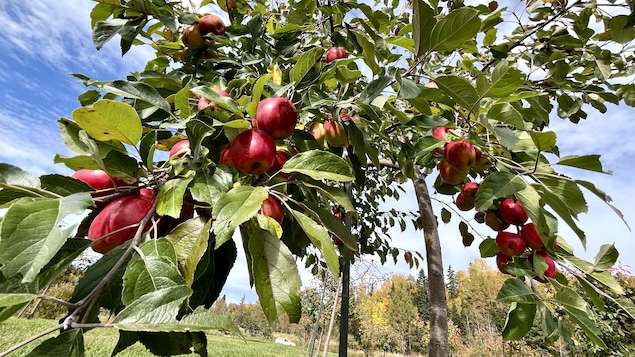 Les pommes de la Côte-Nord.