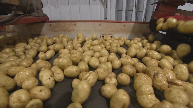 Des pommes de terre sur un convoyeur dans un entrepôt.