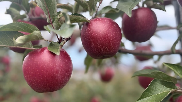 Trois pommes en gros plan.