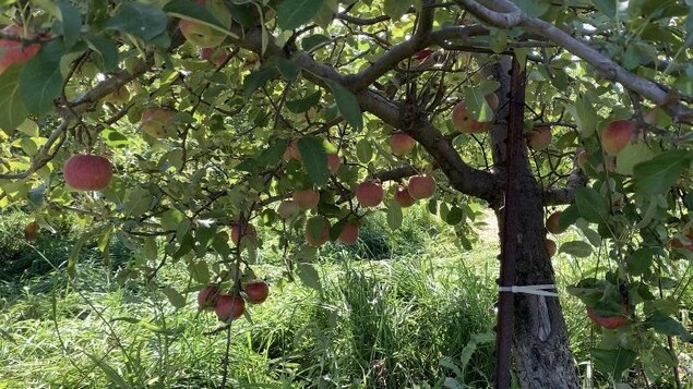 Au coeur de la saison des pommes