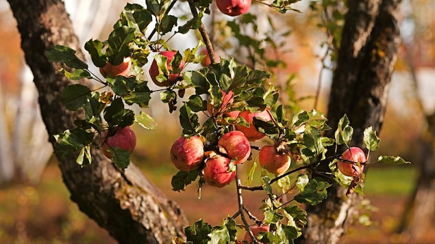Des cidriculteurs gaspésiens à la recherche de la pomme sauvage parfaite