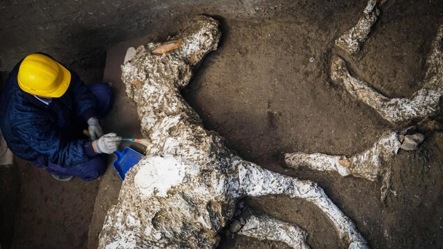 Un archéologue dégageant le sable par-dessus les restes d'un cheval découvert dans la ville antique de Pompéi.