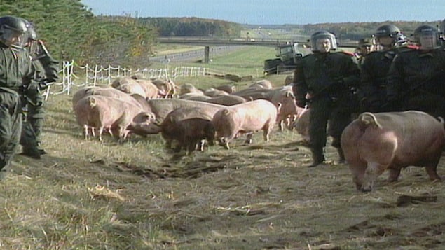 Des porcs et des policiers sur l'autoroute 20, près de Drummondville. Des porcs et des policiers sur l'autoroute 20, près de Drummondville.