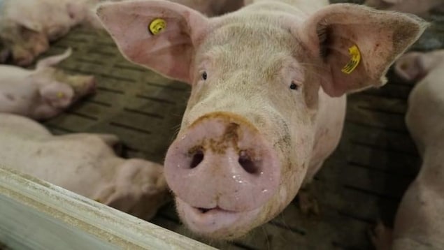 Un porc dans une étable