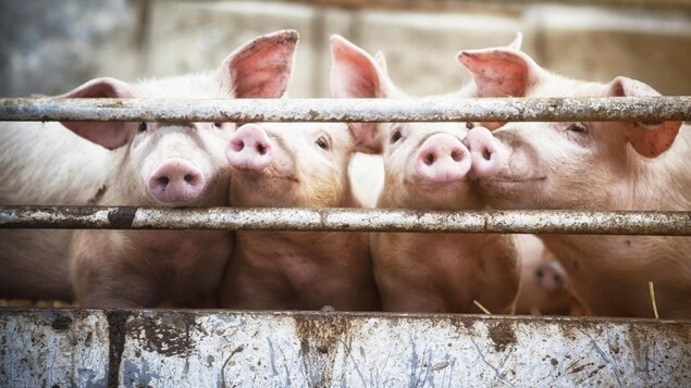 Quatre porcs s'agitent derrière une barrière, leur museau entre les barreaux.