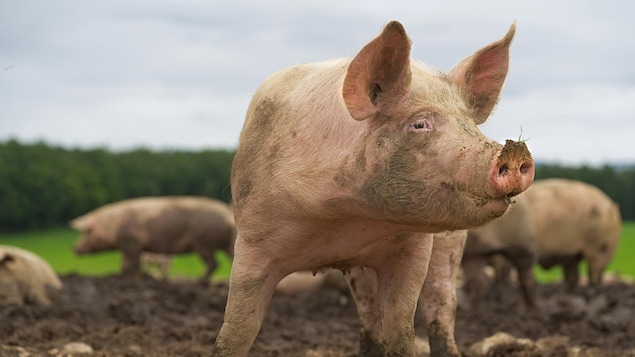 Les Éleveurs de porcs du Québec dénoncent la réduction d’achats locaux par Olymel