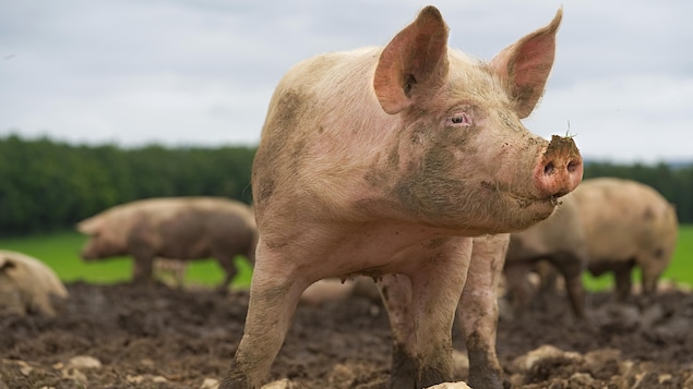 Vue rapprochée d'un porc.