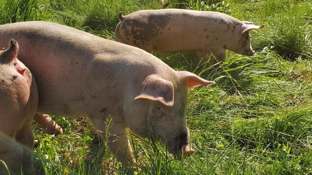 Des cochons dans l'herbe.