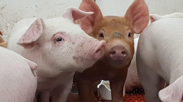 Des projets de recherche pour soutenir la production du porc au Manitoba
