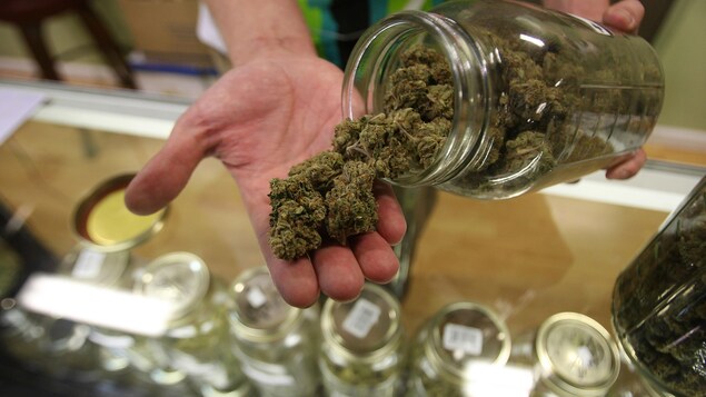 Un homme sort de la marijuana médicale d'un pot. Un homme sort de la marijuana médicale d'un pot.