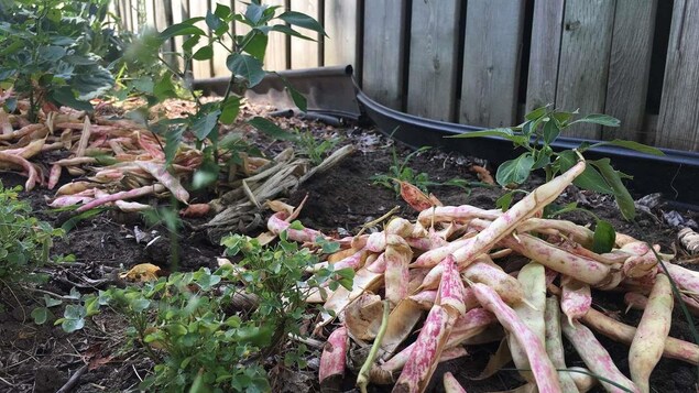 Gros plan sur une plante. Des cosses de haricots jonchent le sol Gros plan sur une plante. Des cosses de haricots jonchent le sol