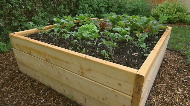 Un bac de potager en bois.